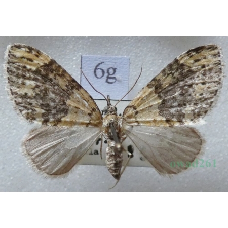 Acasis viretata (Hübner, 1799) Płatynka zielonka Czech6g